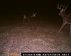 DEER PICS-012.jpg