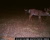 DEER PICS-010.jpg