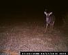 DEER PICS-011.jpg