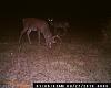 DEER PICS-009.jpg