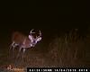 DEER PICS-016.jpg