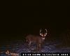 DEER PICS-005.jpg