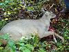 WHOS Huntin' 2012-2012-10-20_08-06-56_928.jpg