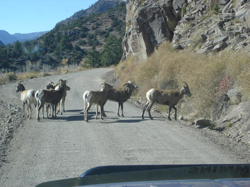 Name: ElkHuntingTrip2012001.jpg
Views: 43
Size: 154.7 KB