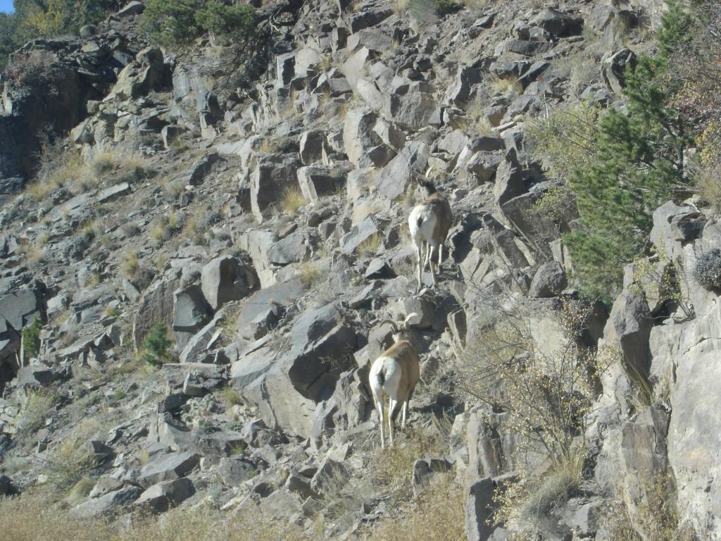 Name: ElkHuntingTrip2012002.jpg
Views: 34
Size: 185.2 KB