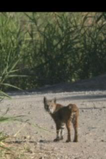 Name:  bobcat.jpg
Views: 57
Size:  11.5 KB
