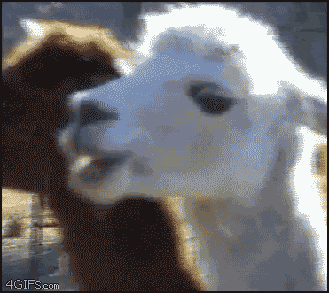 Name:  dramatic_alpaca.gif
Views: 18
Size:  1.94 MB