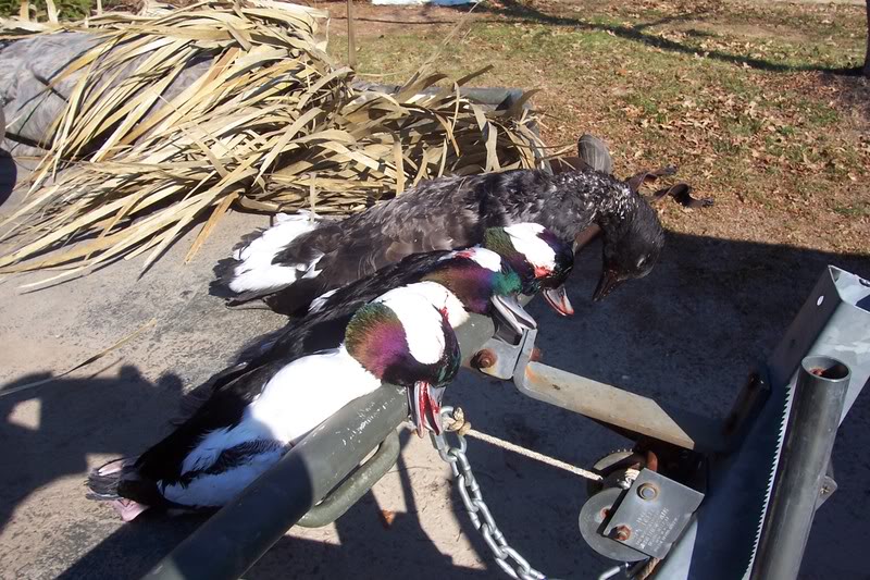 Name: hunting031.jpg
Views: 32
Size: 132.0 KB