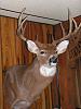 First deer of the year...PETA members, look away.-pict0281.jpg