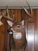 First deer of the year...PETA members, look away.-pict0282.jpg