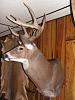 First deer of the year...PETA members, look away.-pict0283.jpg